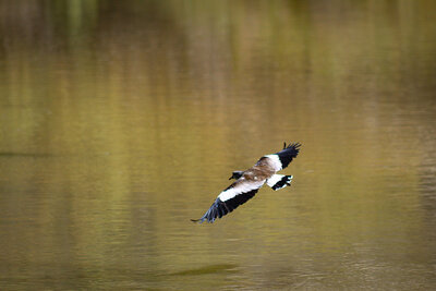 IMG_5995__1_.jpg