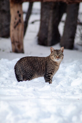 NIEVE.jpg