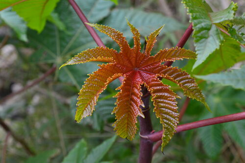 DSC_0429.JPG
