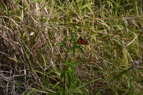 DSC_0544.JPG