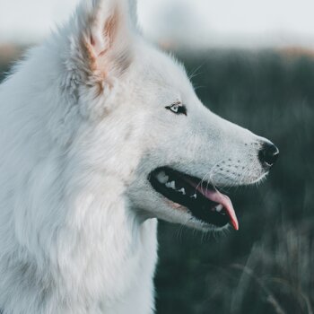 taylor-Qvwl_jOJxfs-unsplash.jpg