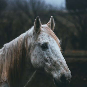 taylor-TVdVsRT_gHQ-unsplash.jpg