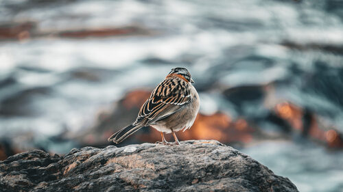 PAJARITO-1.jpg